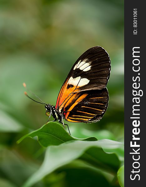 Orange White and Black Butterfly on Green Leaf