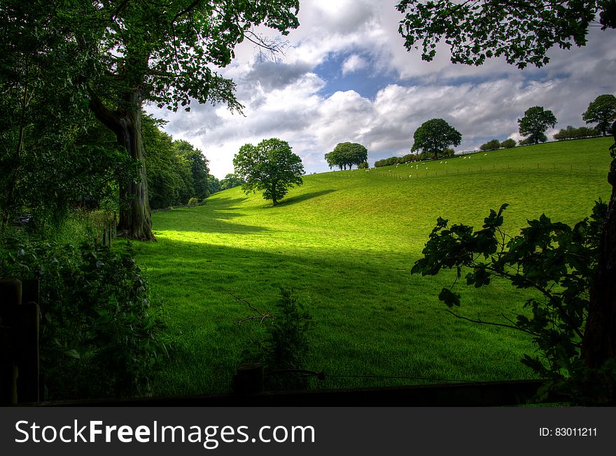 Green Hill With Tree Under White Clouds and Blue Sky during Daytime