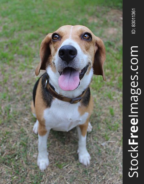 Brown White and Black Beagle Sitting on Green Grass