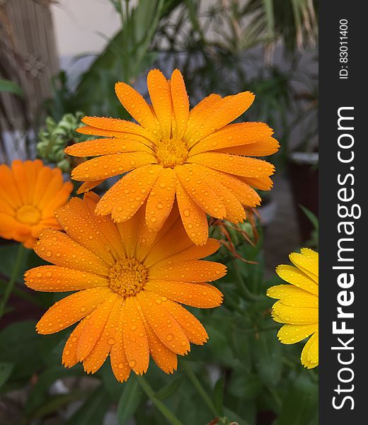 Orange Petaled Flower