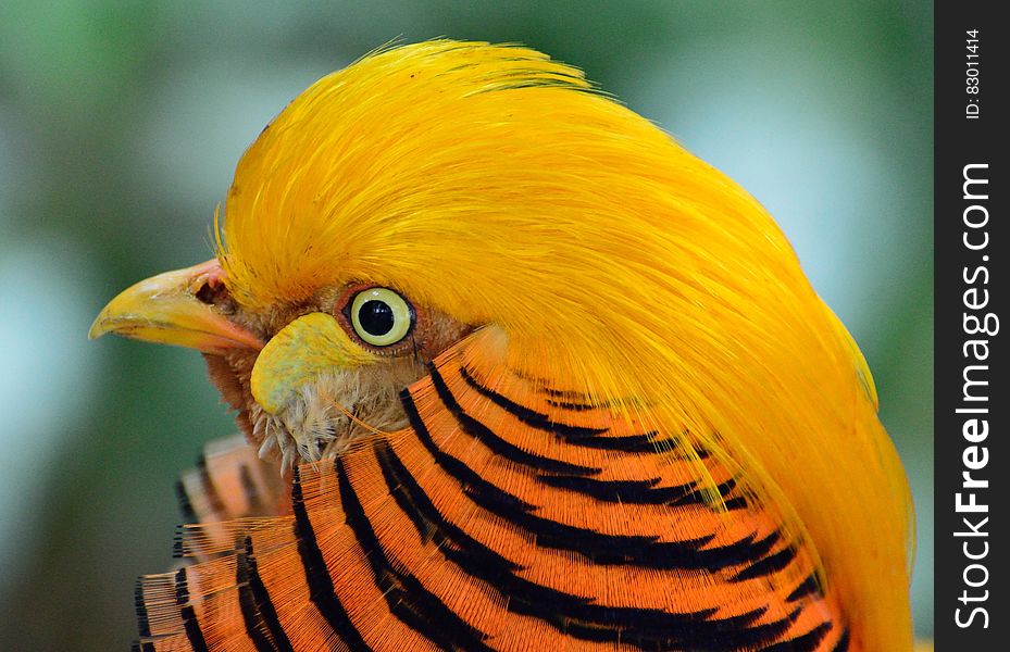 Yellow Black And Orange Bird Head