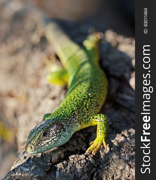 Green Speckled Lizard on Grey Rock