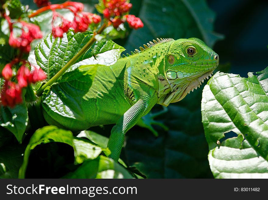 Green Reptile On Red And Green Leaves