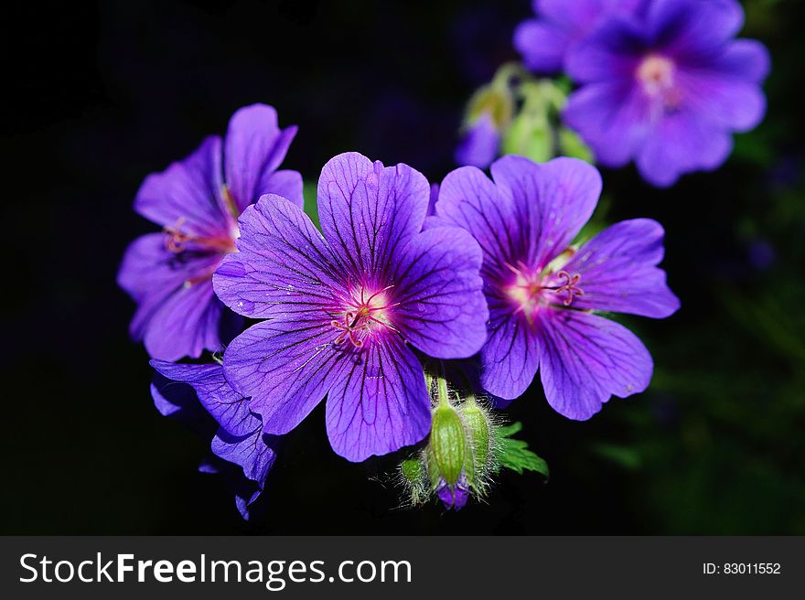 Purple 5 Petaled Flower Close Up Photography