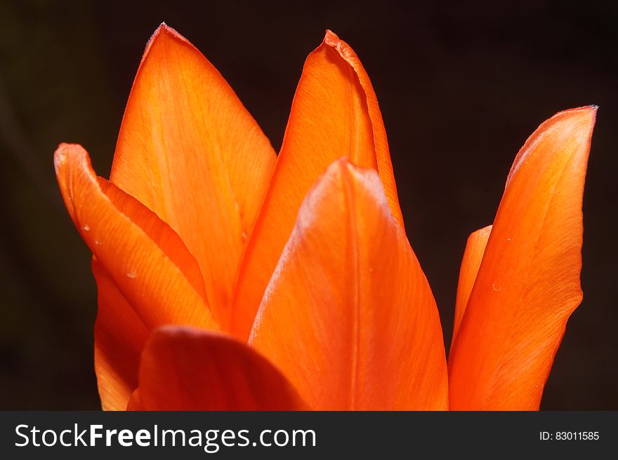 Orange Flower in Bloom