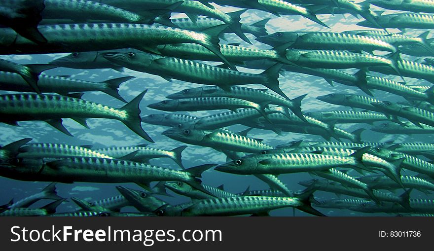 Gray And Silver School Of Fish Underwater Photography