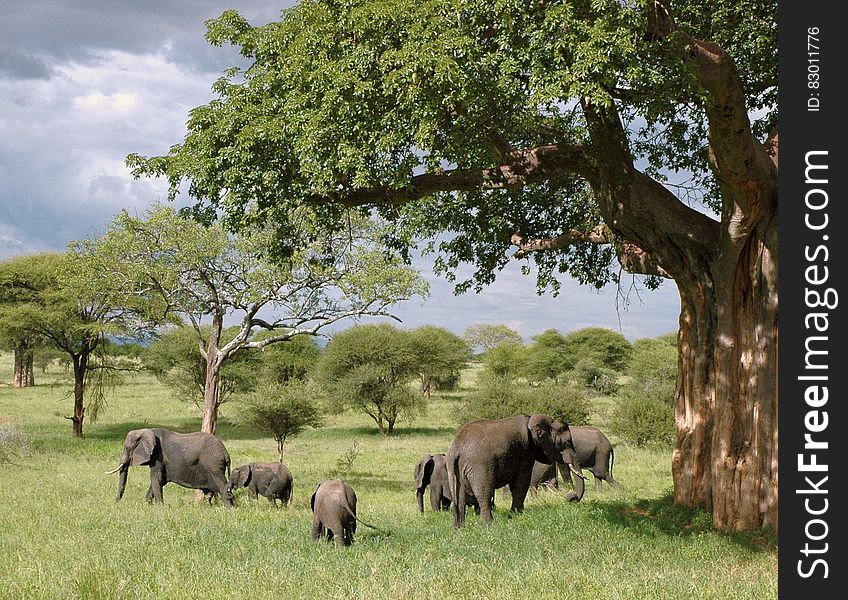 Gray Elephant Herd Under Green Tree on Green Grass Fields during Daytime