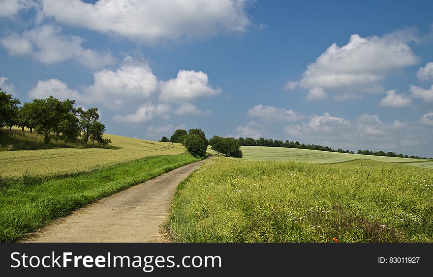 Pathway in Between of Green Grass Field