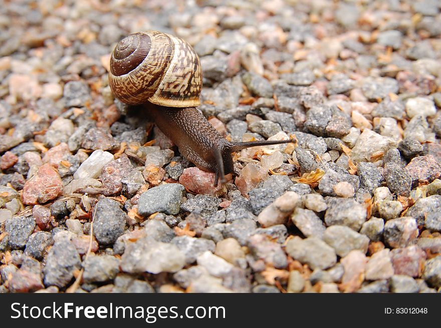 Brown Snail On Brown Pebbles