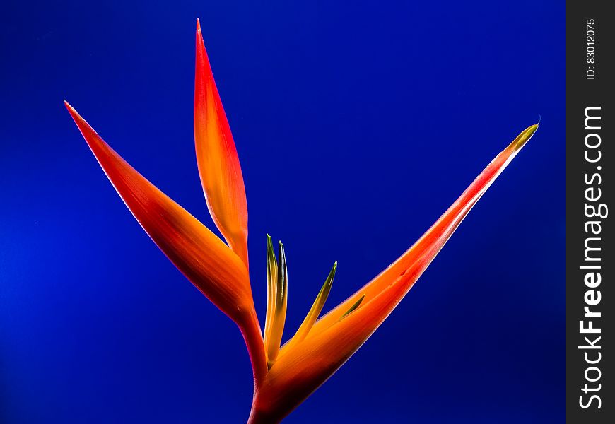 Birds Of Paradise Flower In Macro Photography