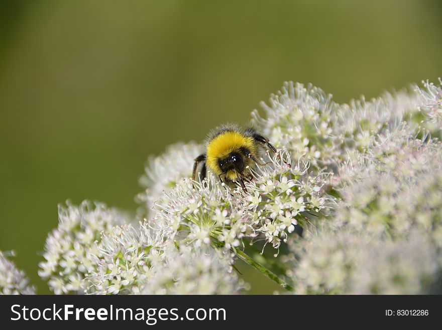 Bumble Bee on White Flowers