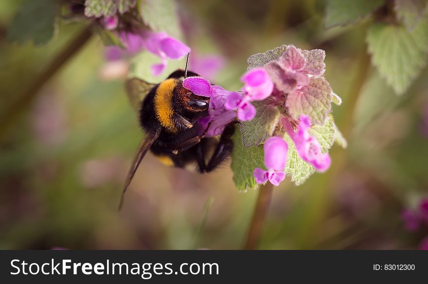 Bumble Bee on Pink Floower