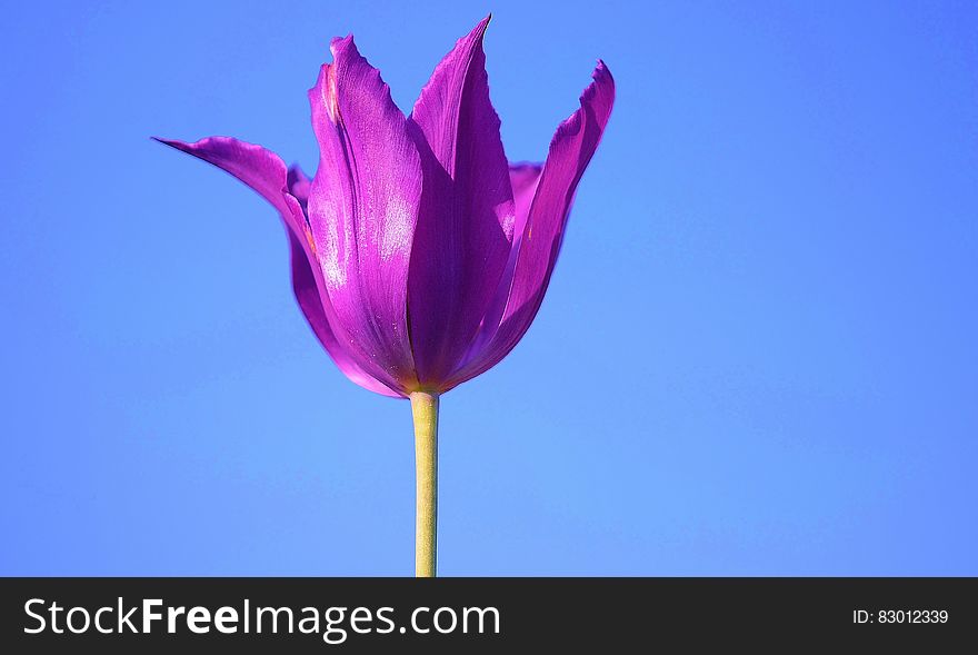 Purple Petaled Flower