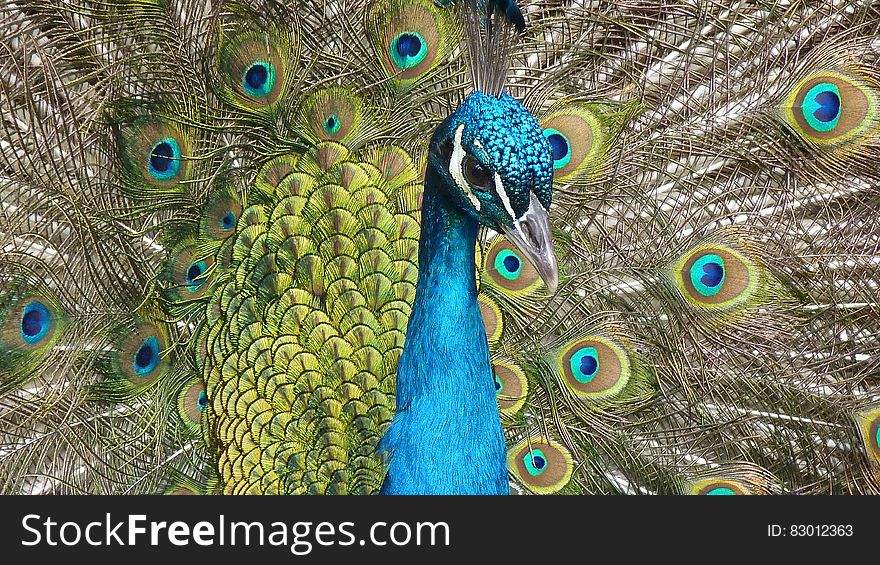 Blue Peacock