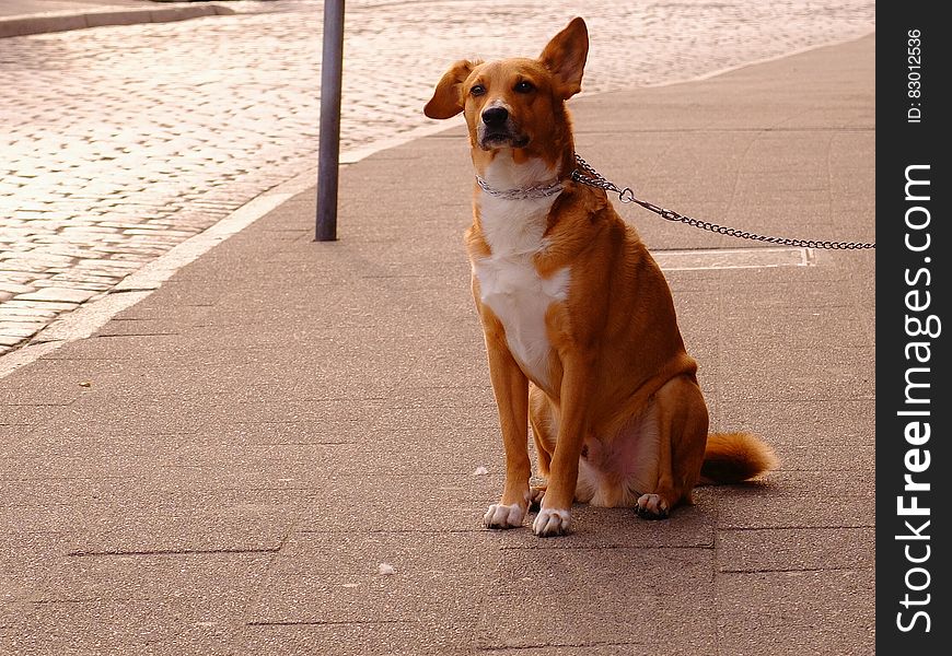 Orange and White Short Coat Dog Sitting