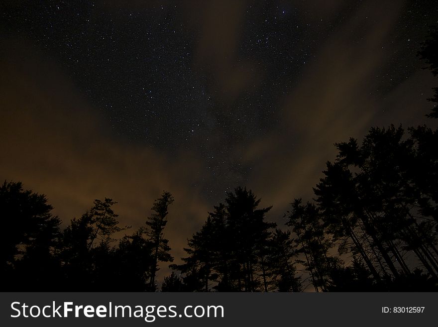 Partly clouded night sky and silhouettes of forest trees.
