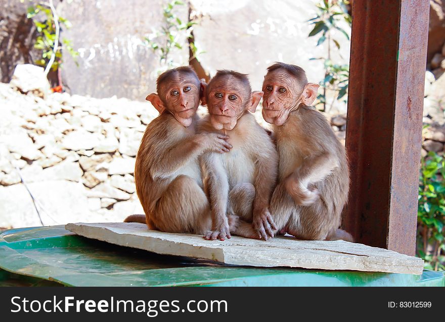 3 Monkeys on Brown Wooden Palette