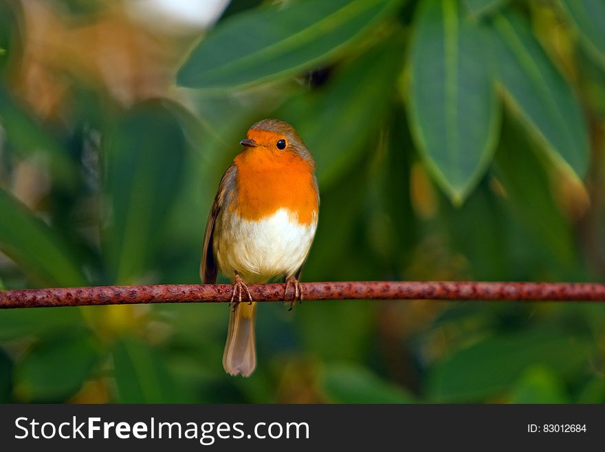 Orange White Brown Bird on Top of Red Branch