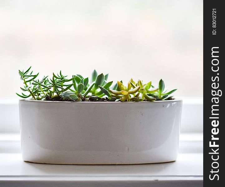 A white ceramic pot with green succulent plants. A white ceramic pot with green succulent plants.