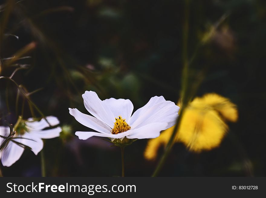 White Petal Flower Near Yellow Flower during Daytime