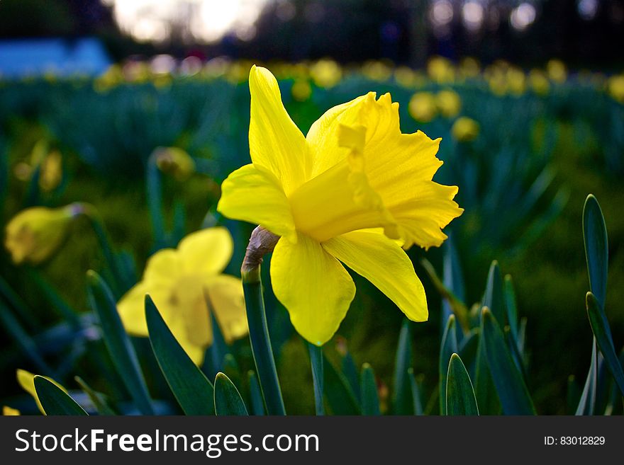 A field of blooming daffodils. A field of blooming daffodils.