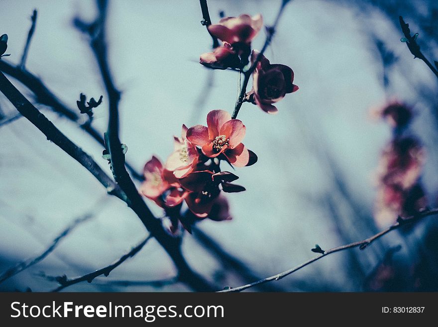 First touch of Spring with appearance of pink apple blossoms, pale blue sky background. First touch of Spring with appearance of pink apple blossoms, pale blue sky background.