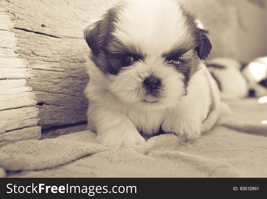 White and Black Fur Puppy on Gray Blanket