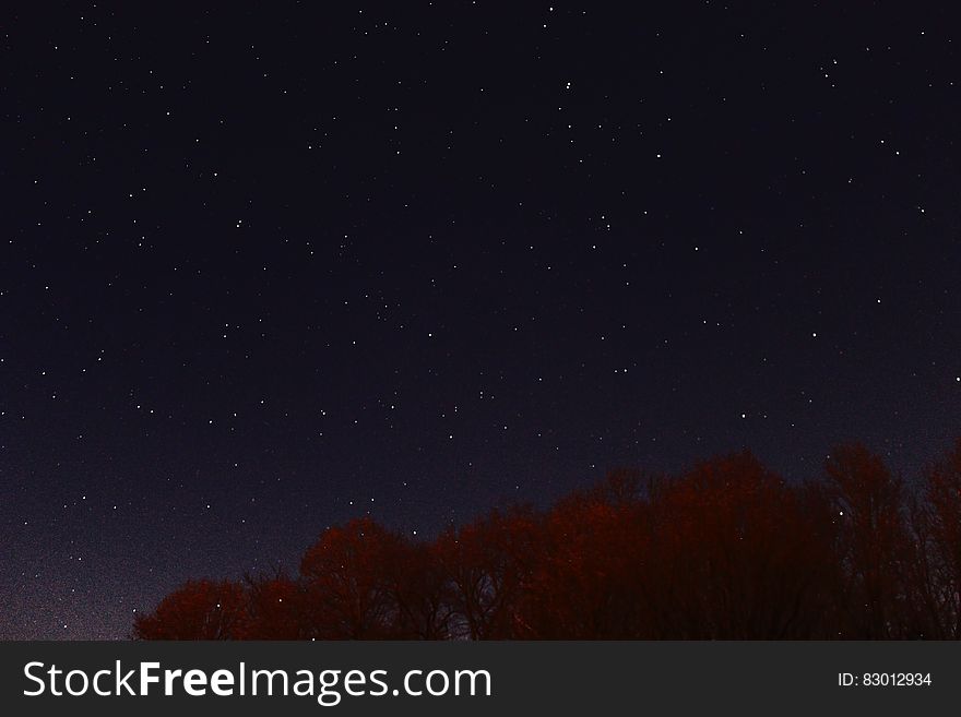 Photography of Red Leaf Tree at Nigh Time