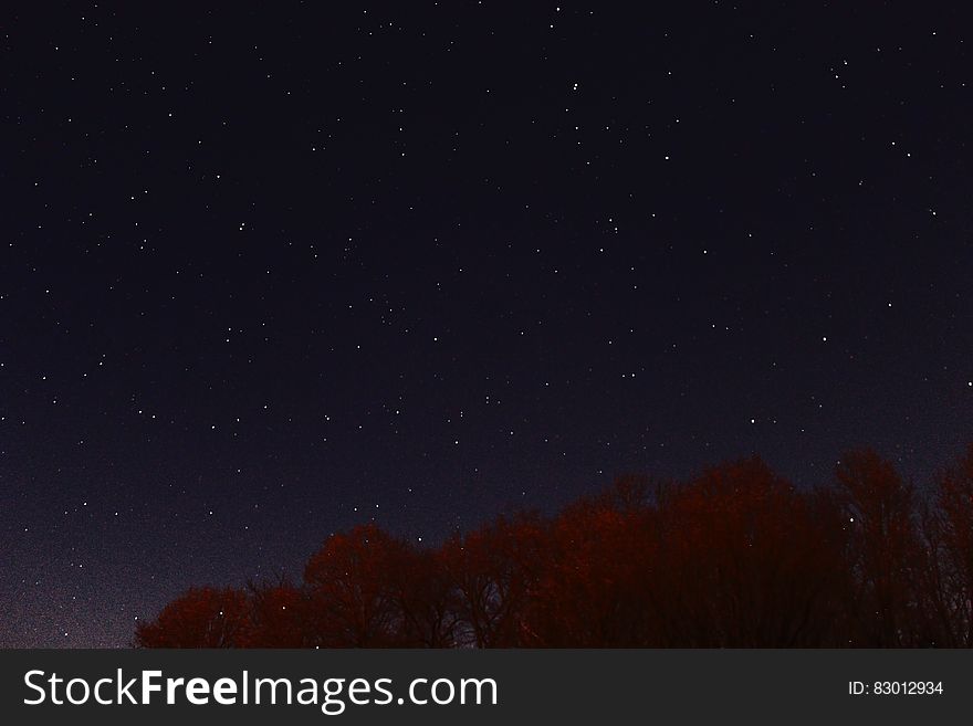 Photography Of Red Leaf Tree At Nigh Time