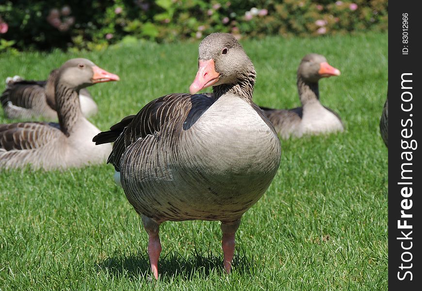 Grey and Black goose on Green Grass Field