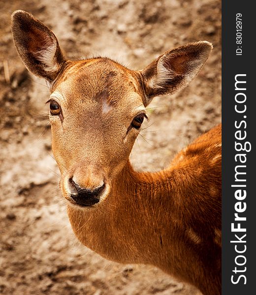 Close Up Photography Of Brown Deer During Daytime