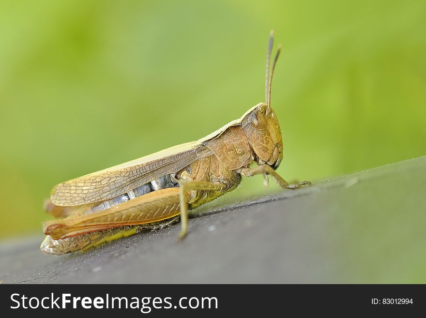 Green and Brown Grasshopper