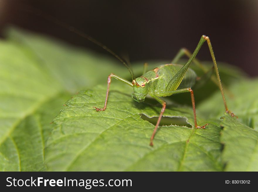 Green Grasshopper On Green Leaf