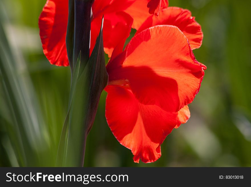 Red Flowerss