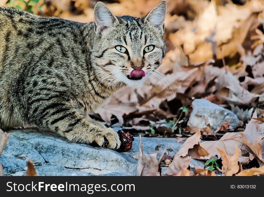 Black And White Tabby Cat On White Stone