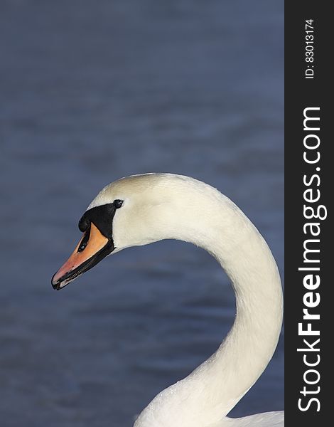 White and Black Swan Near Blue Water