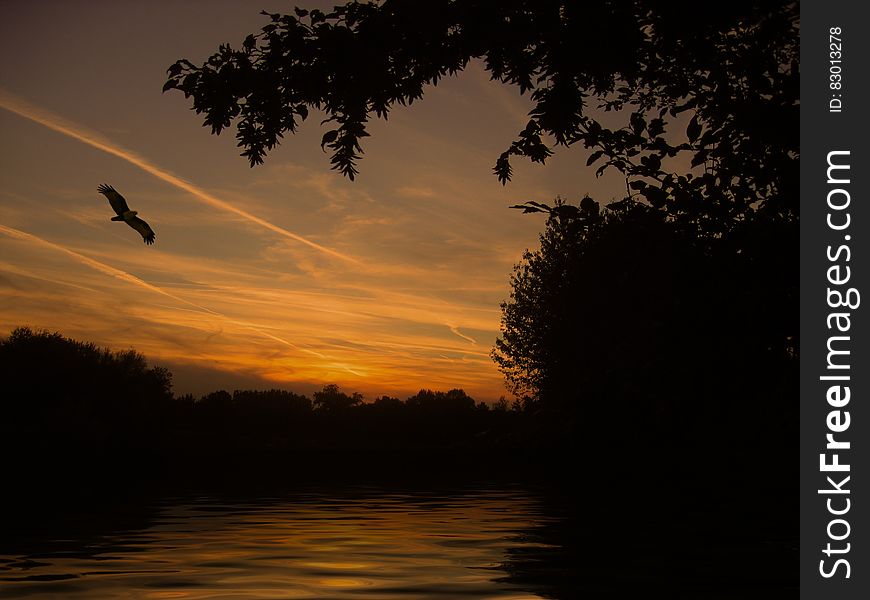 A sunset on a river with a bird flying on the sky. A sunset on a river with a bird flying on the sky.