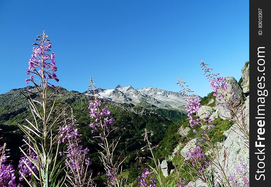 Purple And White Flowers Near Green Grass During Daytime