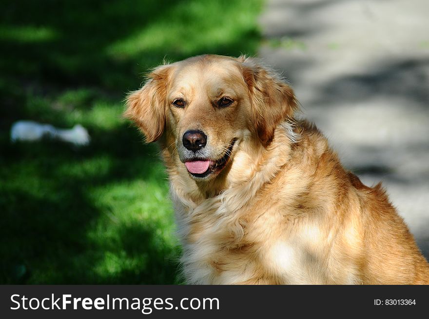 Portrait of golden labrador retriever dog outdoors looking over shoulder, green nature background.