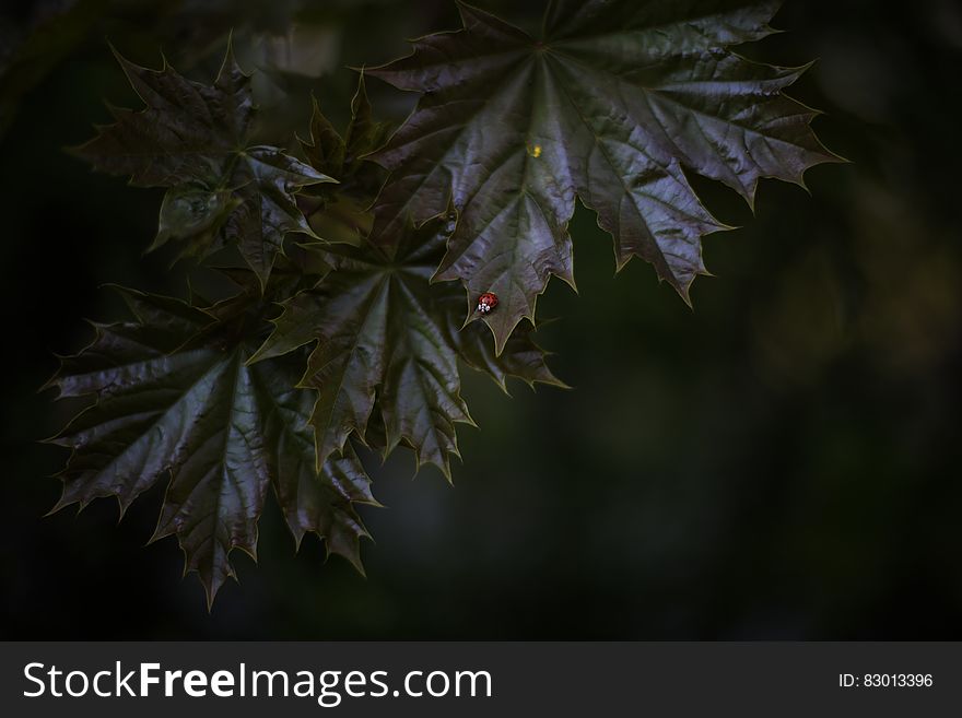 Macro Photography Of Tree Leaves