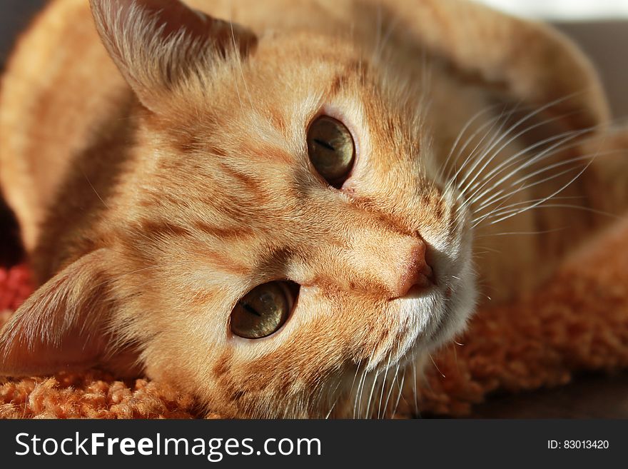 A close up of a ginger tabby cat. A close up of a ginger tabby cat.