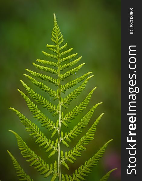 Close Up Photography Of Fern Plant