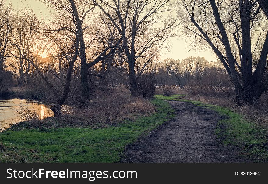 Trail Through Trees At Daybreak