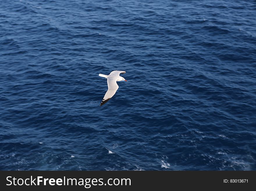 Seagull flying over blue waters of ocean on sunny day. Seagull flying over blue waters of ocean on sunny day.