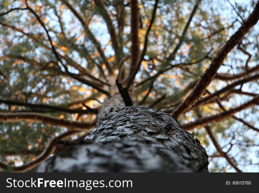 Low Angle Photography Of Trees During Daytime