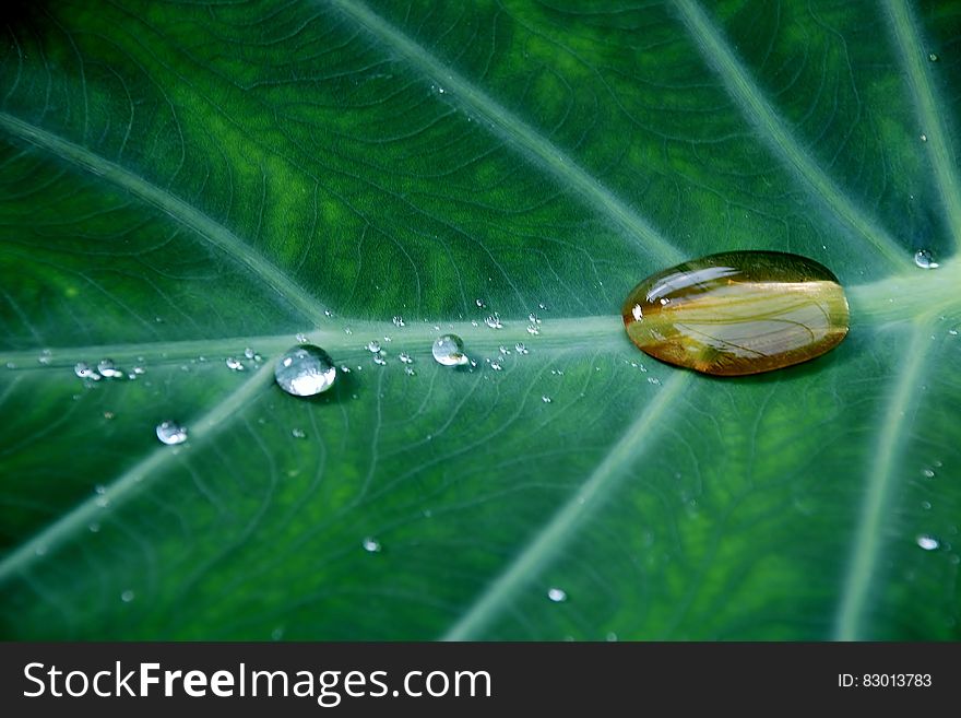 Water Drop on Green Leave Plant