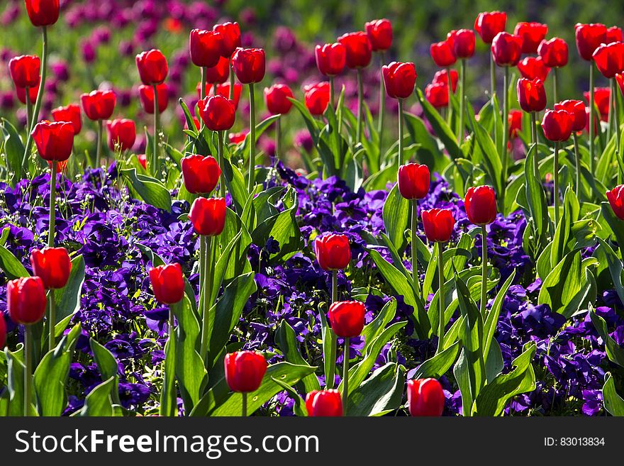 Tulips Flower With Green Leaves During Daytime