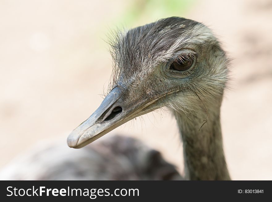 Close up portrait of ostrich outdoors on sunny day. Close up portrait of ostrich outdoors on sunny day.