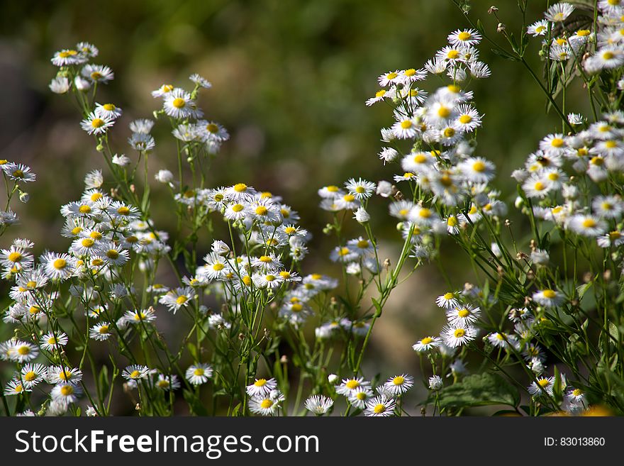 White daisy flowers in green field on sunny day. White daisy flowers in green field on sunny day.