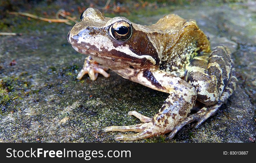 Brown and White Frog in Concrete Pavement